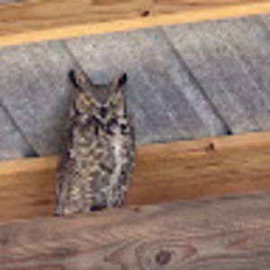 Meet your Posher, Jean